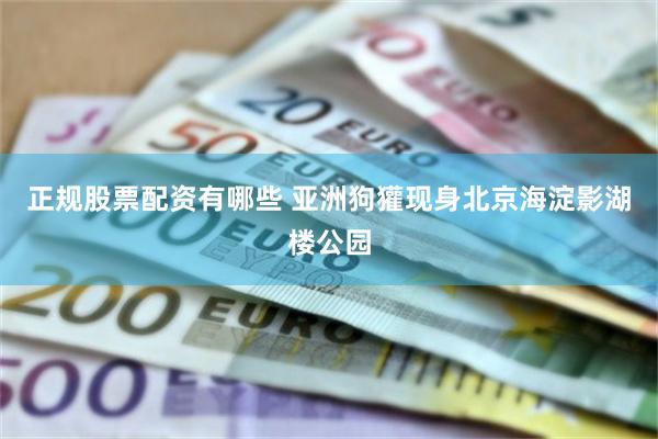 正规股票配资有哪些 亚洲狗獾现身北京海淀影湖楼公园